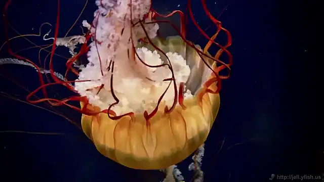 streamy test15 online show from 11.27.25