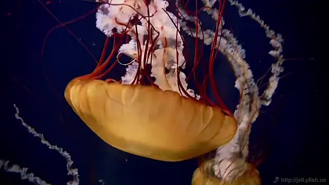 streamy test15 online show from 12.15.25