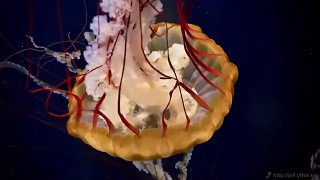 streamy test15 online show from 02.25.26