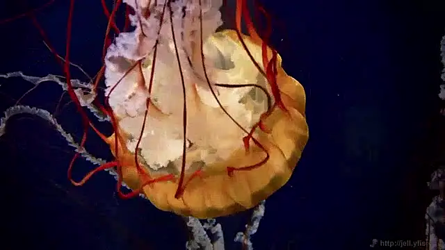 streamy test15 online show from 04.20.26