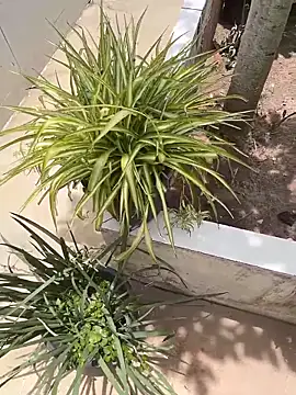 king cum  online show from 02.12.26