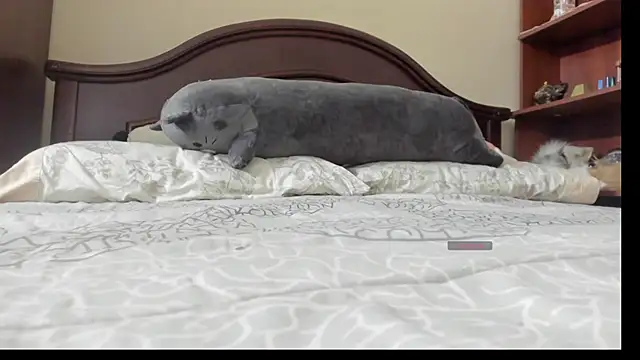 linnie  online show from 02.02.26