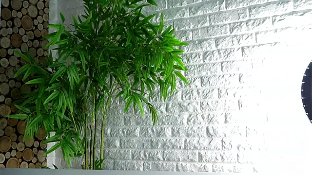 LowOncoming online show from 04.08.26