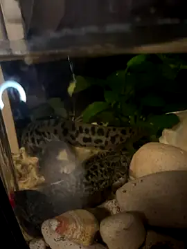 Snapshot of BroadFantasy chatting on 10.18.25 BroadFantasy online show from 10.18.25