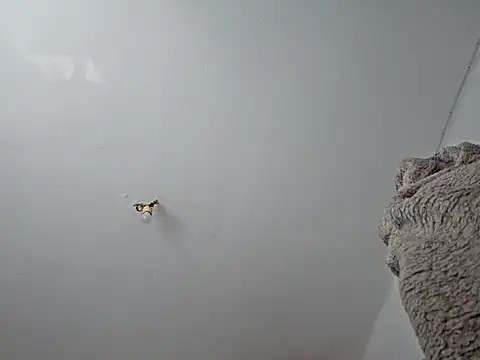 Snapshot of charlye_inkkkk chatting on 03.01.25 charlye inkkkk online show from 03.01.25