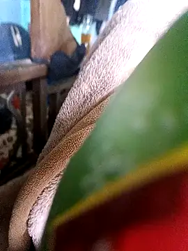 AssamSilchar93 online show from 12.18.24