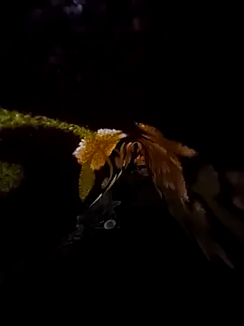 SageElement2 online show from 03.14.25