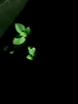 AloneDick online show from 10.17.25