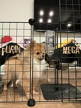 kensnb online show from 03.09.26