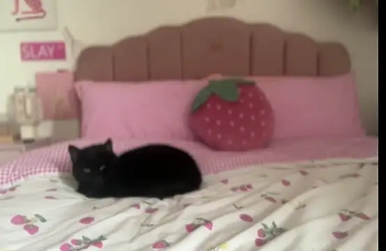 pinkie piexx online show from 02.14.25