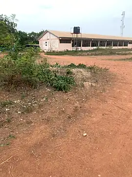 Black mamba madingo online show from 02.22.25