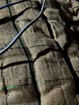 Kolkataboiy online show from 10.02.25