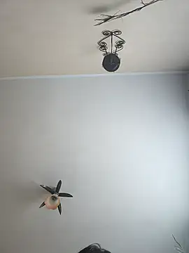 vulpe8400 online show from 04.06.26