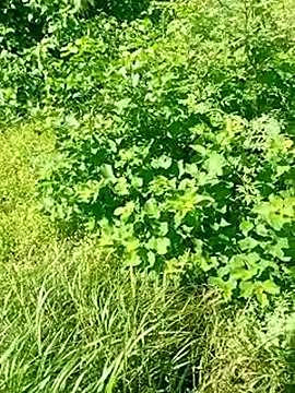 Khaleyssi online show from 03.02.26