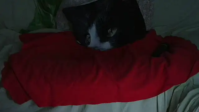 Snapshot of VeneRed chatting on 09.21.25 VeneRed online show from 09.21.25