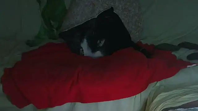 Snapshot of VeneRed chatting on 09.23.25 VeneRed online show from 09.23.25