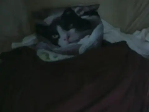 Snapshot of VeneRed chatting on 10.02.25 VeneRed online show from 10.02.25