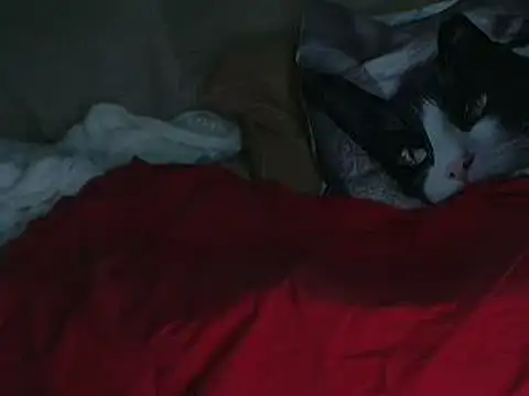 Snapshot of VeneRed chatting on 10.11.25 VeneRed online show from 10.11.25