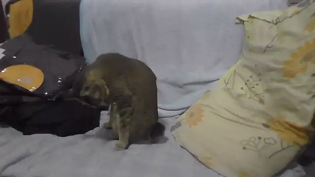 daeyulin online show from 01.14.25