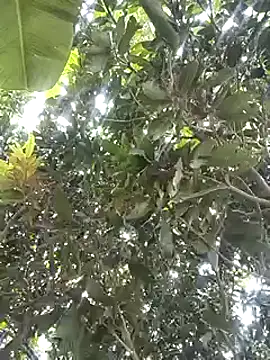 desicockblack online show from 01.02.25