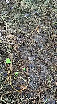 Snapshot of tamil000000 chatting on 03.16.25 tamil000000 online show from 03.16.25