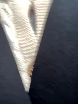 babydolll online show from 09.19.25