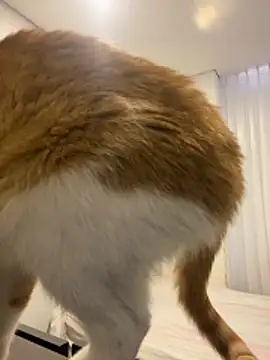 Snapshot of girl_anni chatting on 10.31.25 girl anni online show from 10.31.25