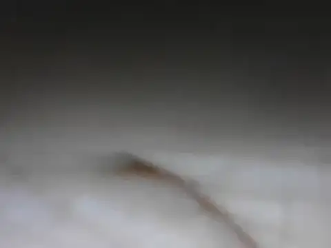 samee00721 online show from 01.24.25