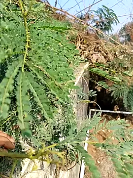 sweet suman online show from 12.03.25