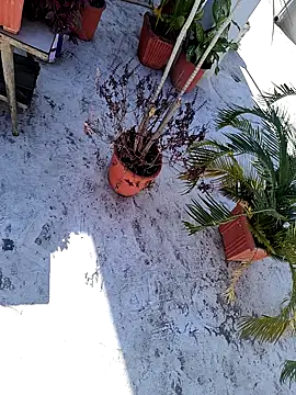 Snapshot of dreamers_dick chatting on 01.03.25 dreamers dick online show from 01.03.25