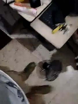 alejo5288 online show from 11.08.25