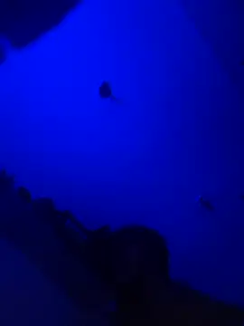 Snapshot of Raziv_komal143 chatting on 02.25.25 Raziv komal143 online show from 02.25.25