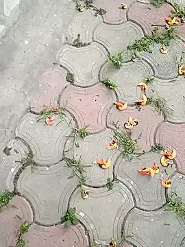 Raj41 online show from 03.02.25