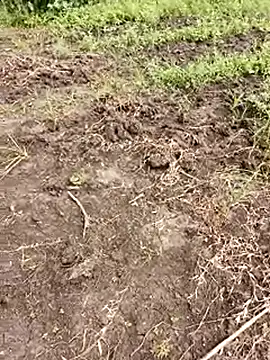 Snapshot of himvilohi08 chatting on 10.01.25 himvilohi08 online show from 10.01.25