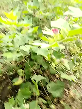 Snapshot of himvilohi08 chatting on 10.16.25 himvilohi08 online show from 10.16.25