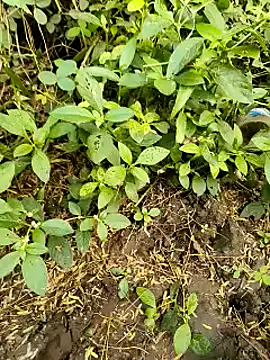 Snapshot of himvilohi08 chatting on 10.20.25 himvilohi08 online show from 10.20.25