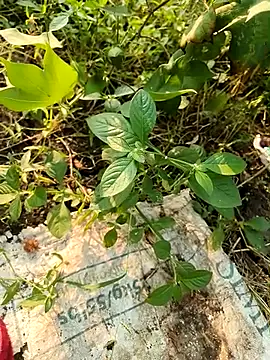 Snapshot of himvilohi08 chatting on 10.21.25 himvilohi08 online show from 10.21.25