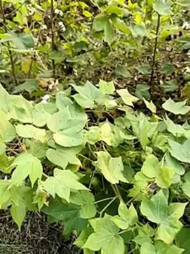 Snapshot of himvilohi08 chatting on 10.23.25 himvilohi08 online show from 10.23.25