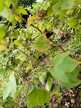 Snapshot of himvilohi08 chatting on 10.24.25 himvilohi08 online show from 10.24.25