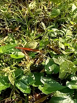 Rajat129 online show from 01.17.26