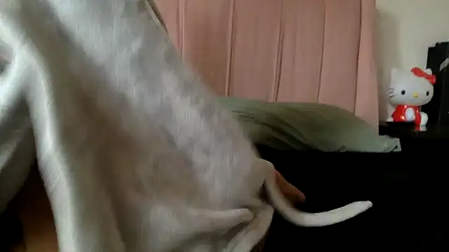 Akanett cxtt online show from 10.11.25