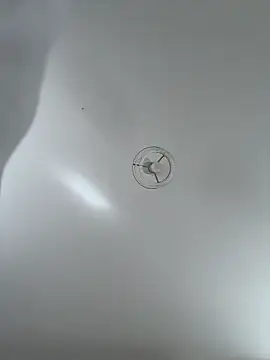 Desire-XOXOX online show from 09.25.25