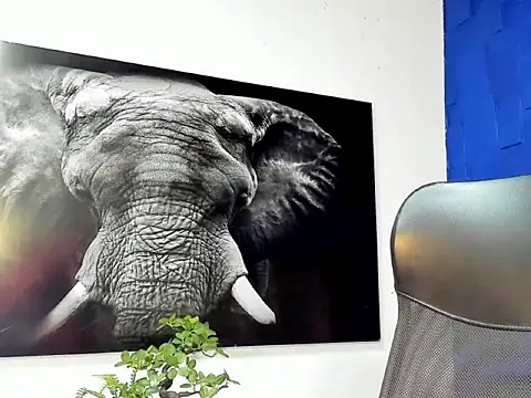 king falconer online show from 12.02.25