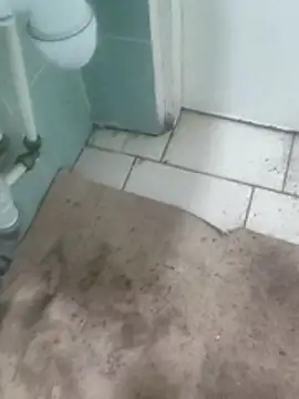 TrixieAndDaddy online show from 11.12.25