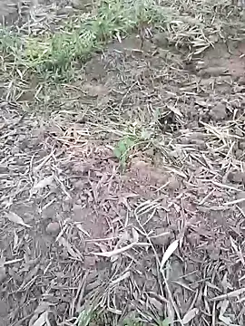 sonotutto online show from 10.07.25