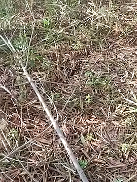 sonotutto online show from 10.11.25