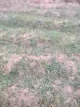 sonotutto online show from 10.12.25