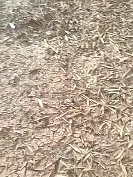 sonotutto online show from 10.16.25