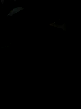 Snapshot of Reeelo chatting on 11.28.25 Reeelo online show from 11.28.25