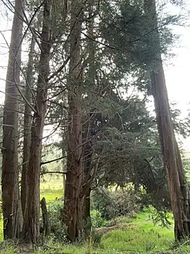 Ninabigtitied online show from 03.14.26